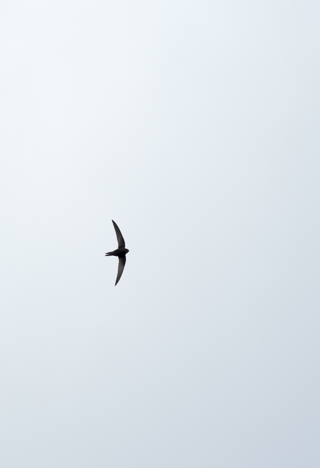 local-image-small_54