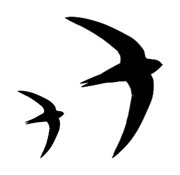 Crieff Swift Project